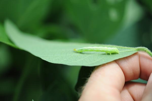 Soybean looper larva.