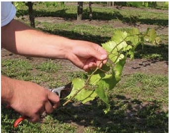 Person uses pruning shears to cut lower leaves