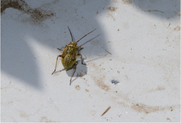 Thumbnail image for Tarnished Plant Bug in Strawberries