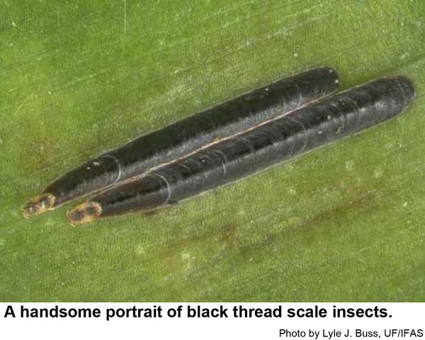 Black thread scale insects secrete a long, narrow armor