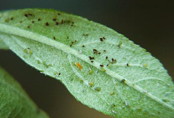 Midge larva and aphids