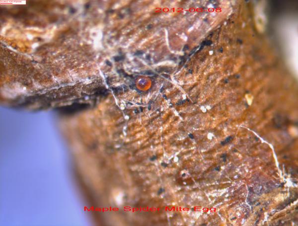 Maple spider mite egg