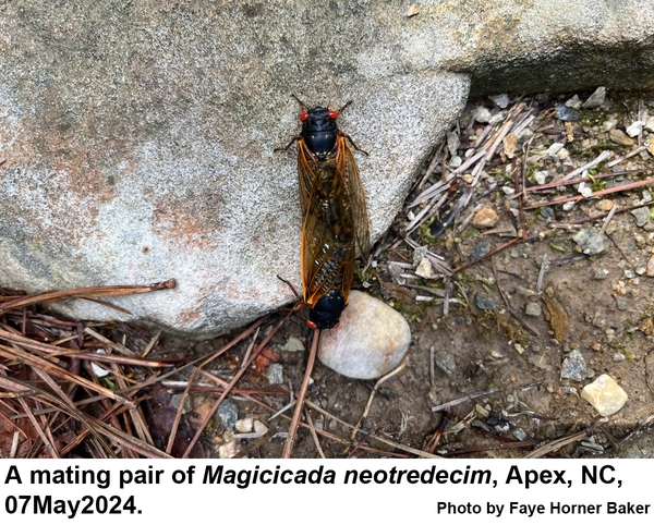 Thumbnail image for Periodical Cicadas in the Landscape