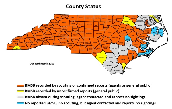 Map showing BMSB detections by county in NC.