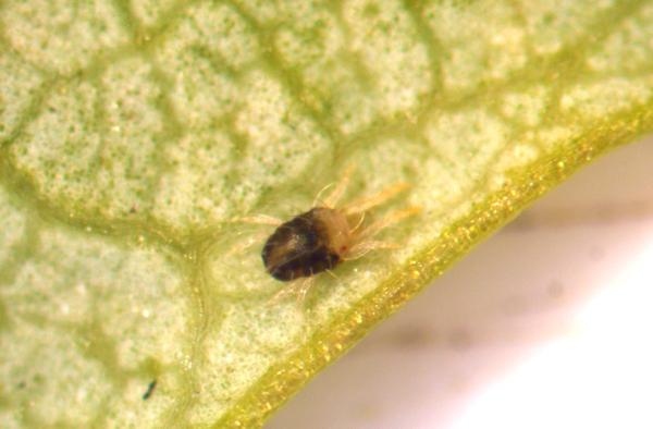 Adult maple spider mite