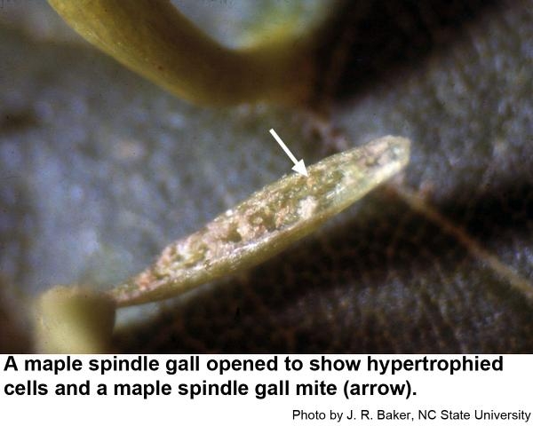 A narrow gall cut in half to reveal tiny mite inside