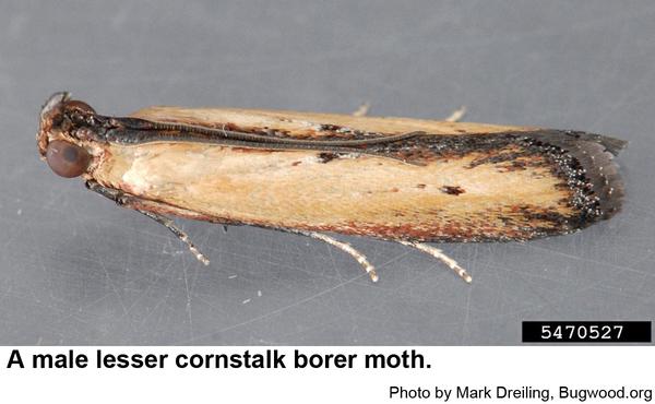 Photo of lesser cornstalk borer male moth