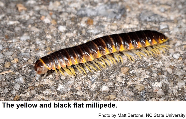 Yellow and black flat millipedes