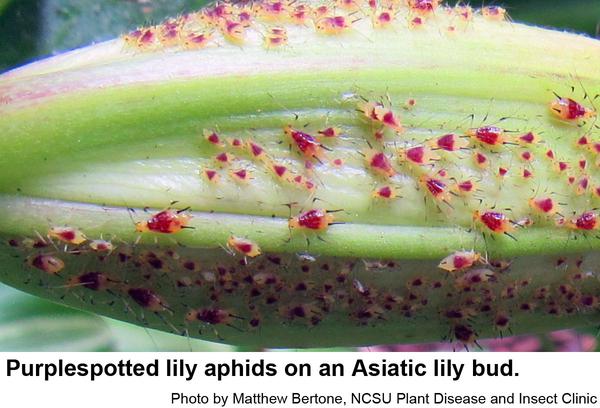 purplespotted lily aphids.