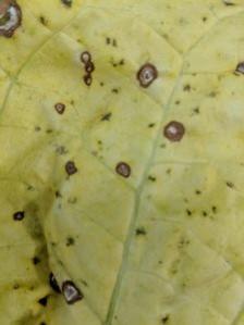 Mature Frogeye Leaf Spot Lesion