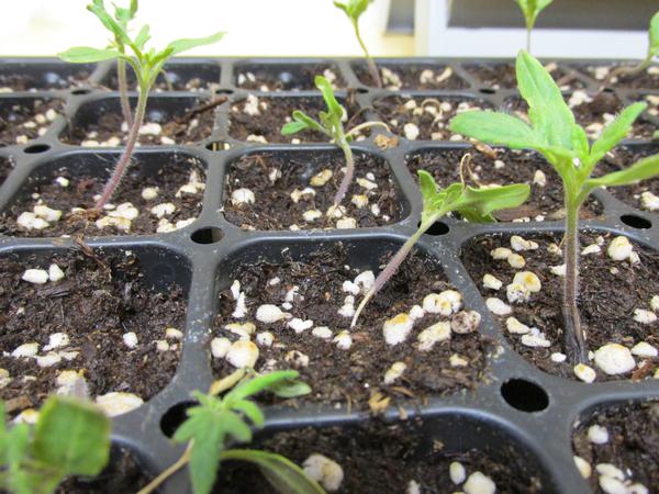 Damping off in tomato seedlings