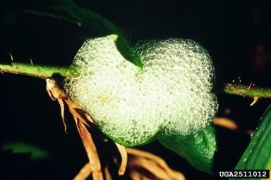 Spittlebug nymphs.