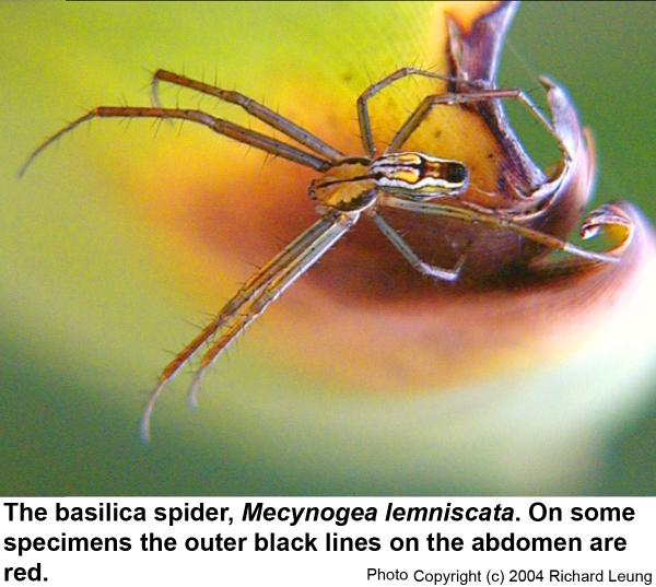 basilica orbweaver spider