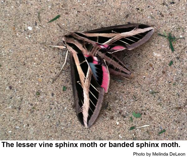 banded sphinx moth