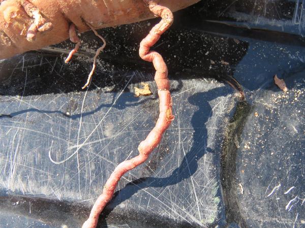 Sweetpotato Root Knot Nematode | NC State Extension Publications