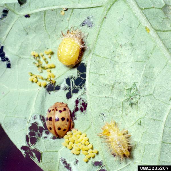 Mexican Bean Beetle, life stages