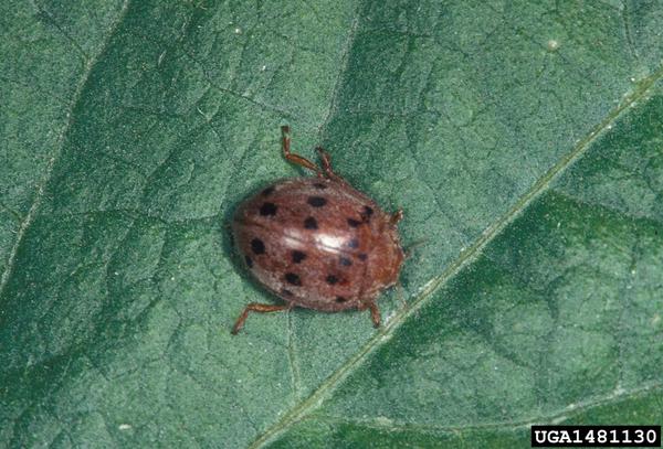 Mexican Bean Beetle,adult