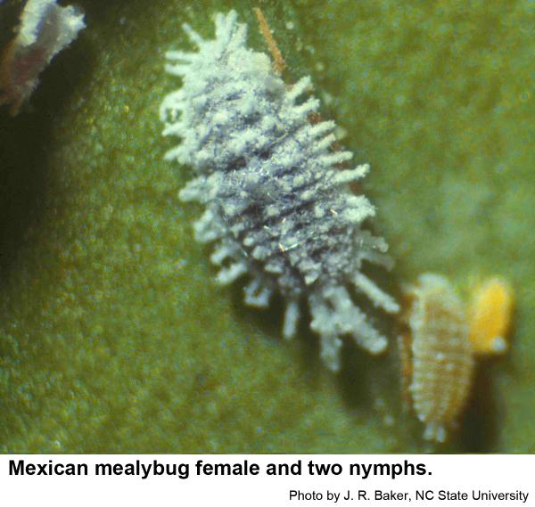 Mexican mealybug