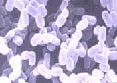 Microscopic photo of lactic acid bacteria or fungi