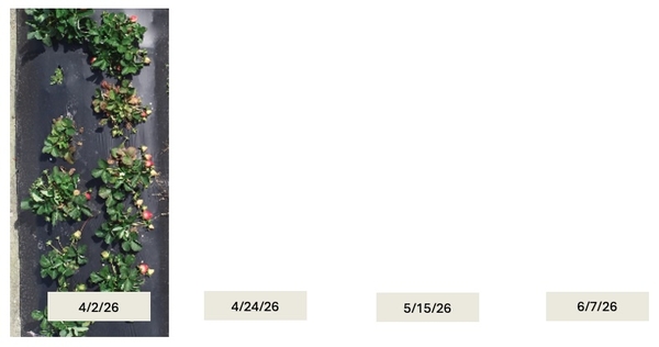 Photo of Miss Jo plants on April 2nd, 2026. Other date photos not provided.