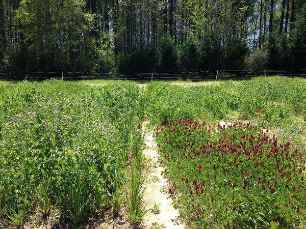 Photo of mixture plots of cover crops