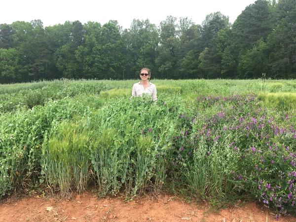 Person stands among tall cover crop composed of pea & barley mix compared to hairy vetch & oat mix
