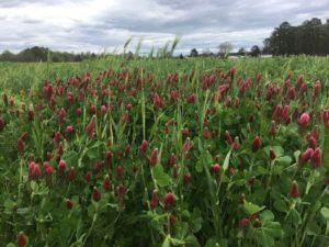 Photo of crimson clover & barley mix in Rocky Mount, NC