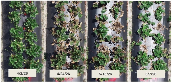 Collage of photos of row of strawberry plants on different dates from April into June