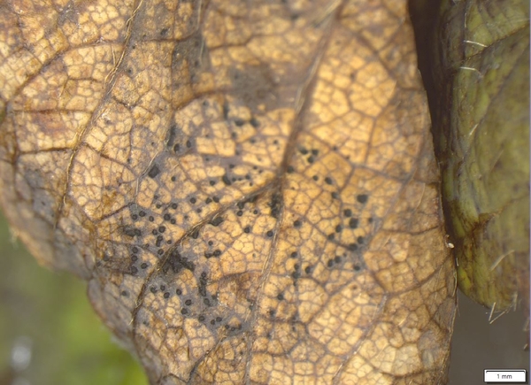 Neo sporulation on infected leaf