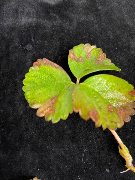 Moparthi Neo on tips in rooting bed