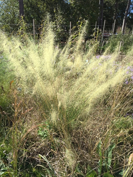 White Cloud Muhly Grass with white plumes in fall