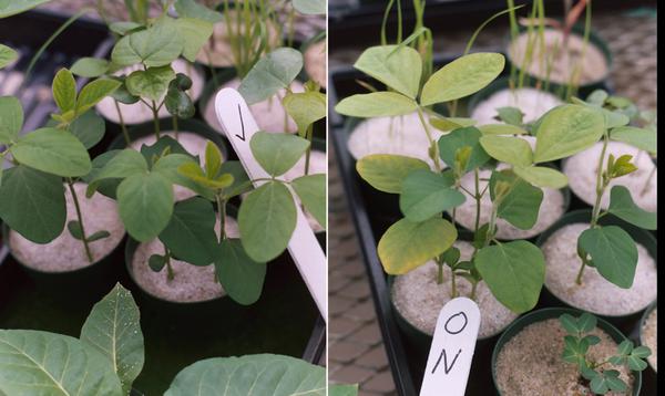 Thumbnail image for Mid-Season Soybean Nitrogen (N) Deficiency