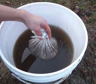 person dunking compost fabric into bucket of compost tea