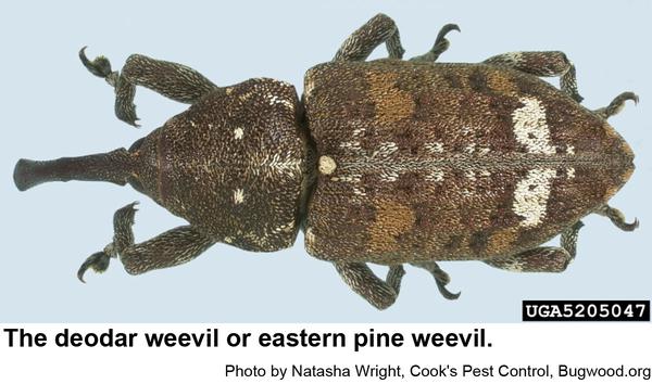 This deodar weevil seems to be more typical.