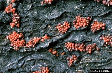 Small red bumps on dark bark