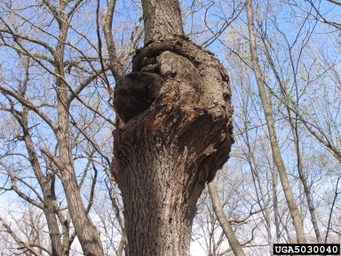 Tree trunk with large swelling