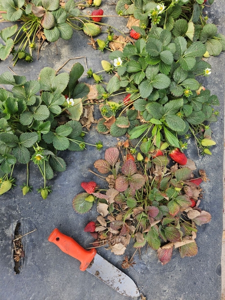 stunted strawberry plant with red, wilted leaves