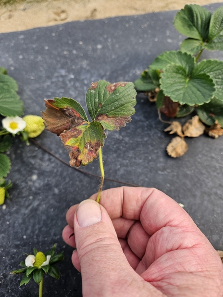 Strawberry leaf with damaged areas