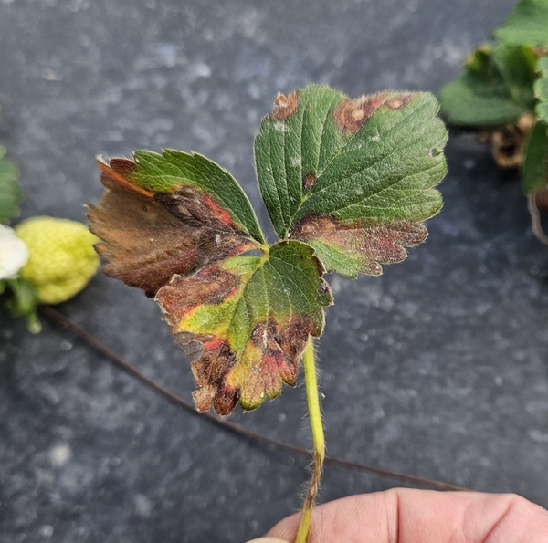 Closer view of damaged strawberry leaf