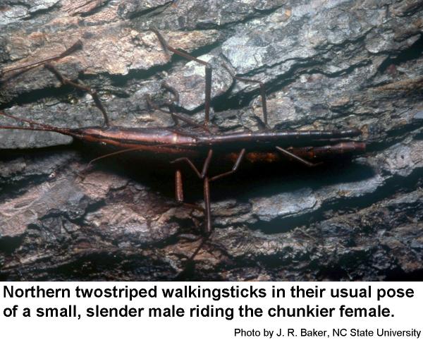 Thumbnail image for Northern Twostriped Walkingstick