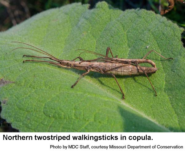 Converge En trofast umoral Northern Twostriped Walkingstick | NC State Extension Publications
