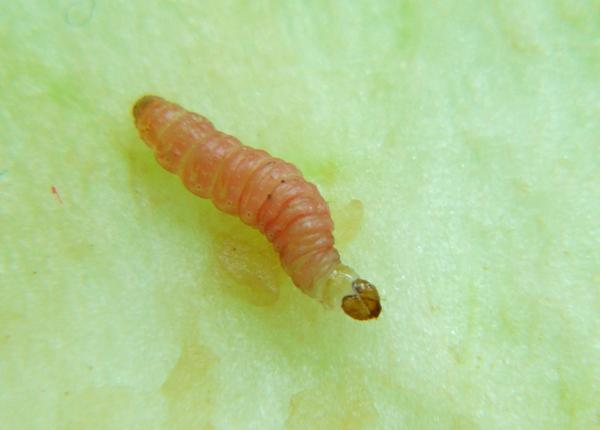 Oriental fruit moth larva