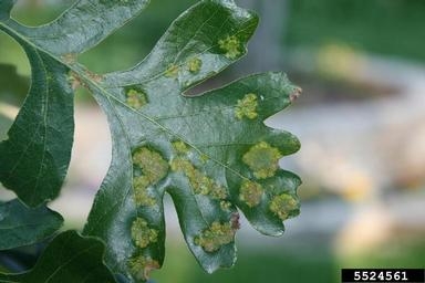 An oak leaf with light green, blister-like areas.