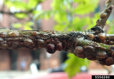 Small brown bump-like insects rest on a branch.