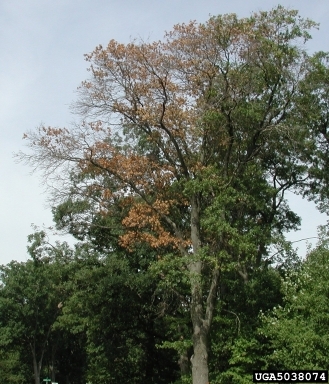 A large oak tree with dead branches and brown leaves