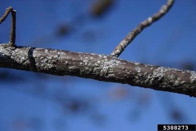 A branch with small grayish, round scales on it.