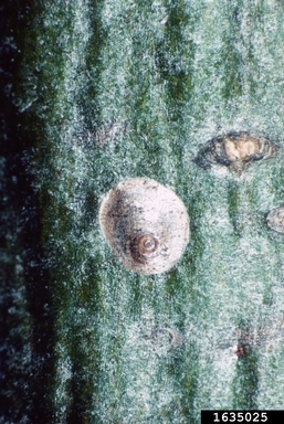 A grayish scale on smooth gray bark with a smaller off-center dark circle