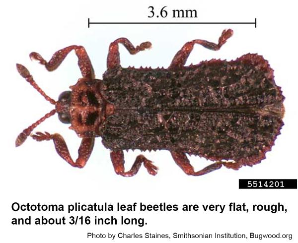 Octotoma leaf beetle