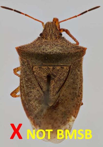 Look-alike species: One-spotted stink bug (E. variolarius)