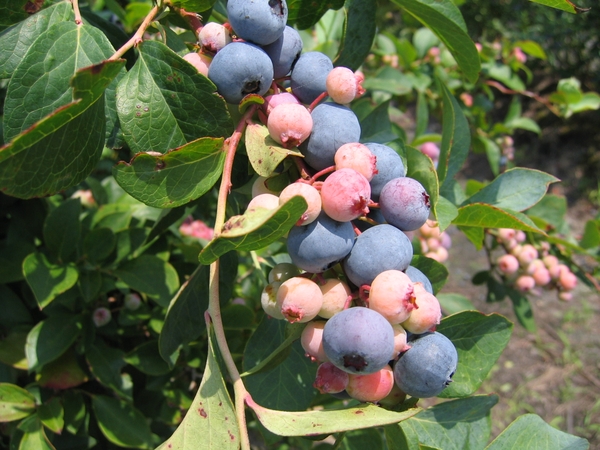 Blueberry fruit cv Onslow